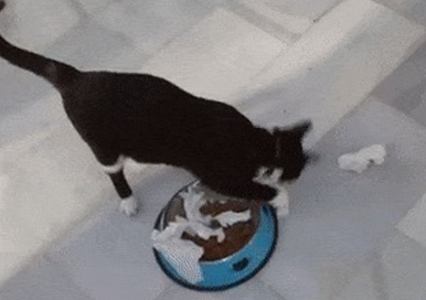 Por que o gato faz a ação de enterrar cocô ao lado da comida?