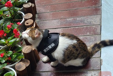 Você já viu um gato da polícia? Este gato da polícia em Chengdu ostenta a capacidade de mediação de primeira classe!