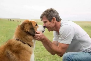 Além do laboratório: Clonar cães como mais do que apenas um avanço tecnológico