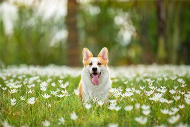 Qual é o material mais ideal para clonagem de animais de estimação?