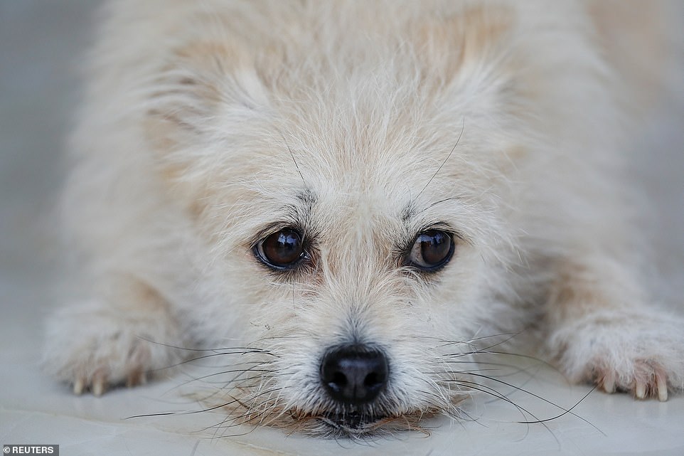 He Jun, the owner of 'Juice', hopes that the pet's talent could be preserved and carried forward by its copy 'Little Juice'