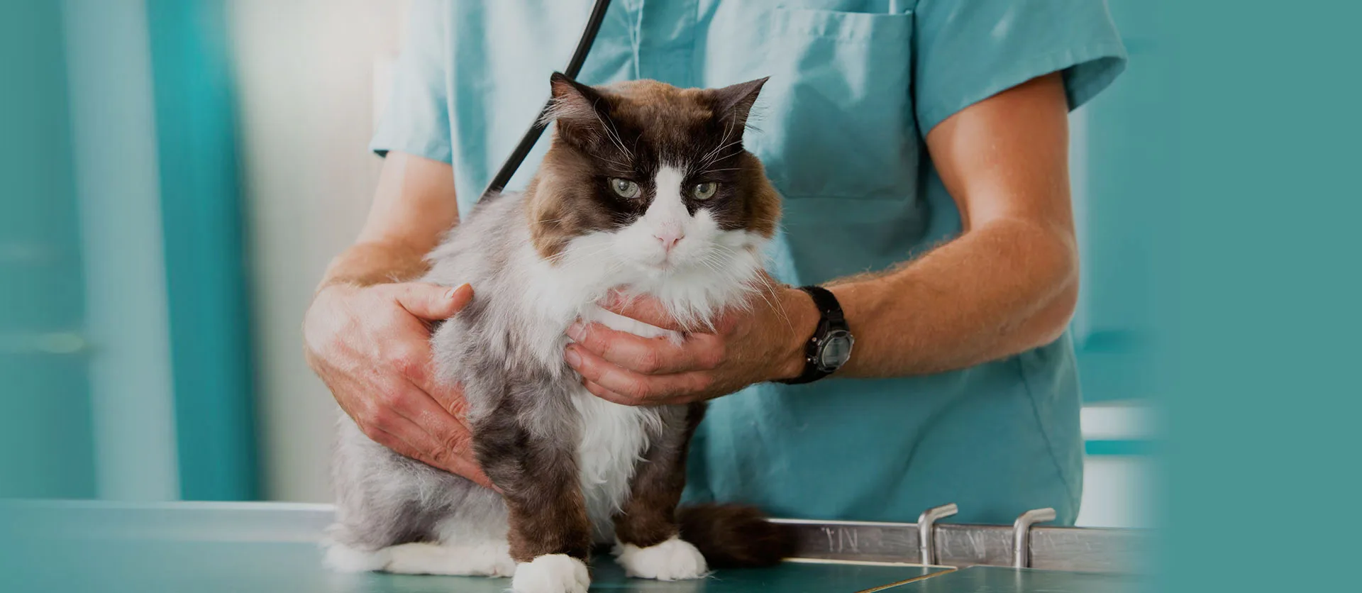 Serviço de clonagem de animais de estimação