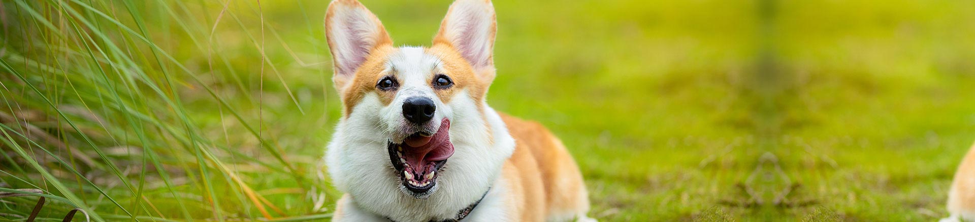 Clonagem de animais de estimação