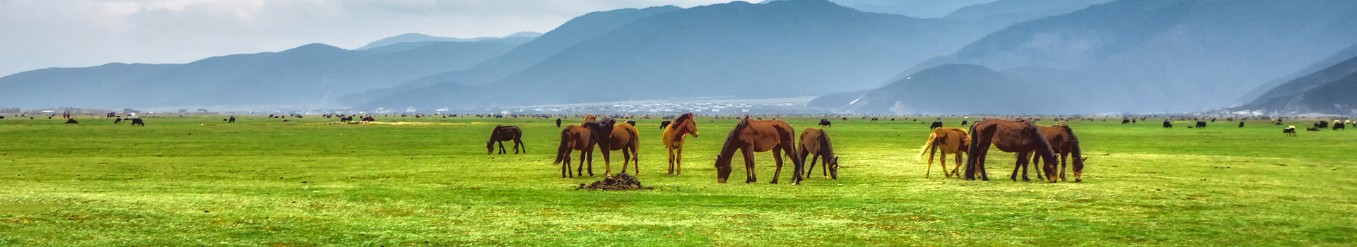 Clonagem de cavalo