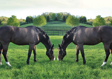 Clonagem de cavalo