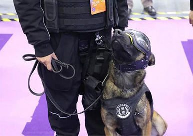 Cães policiais clonados estão recebendo muita atenção na Expo