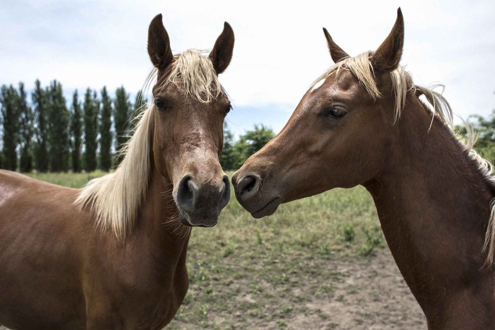 Clonagem de cavalo