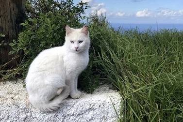 Que cores os gatos podem realmente ver? Eles têm uma cor favorita?