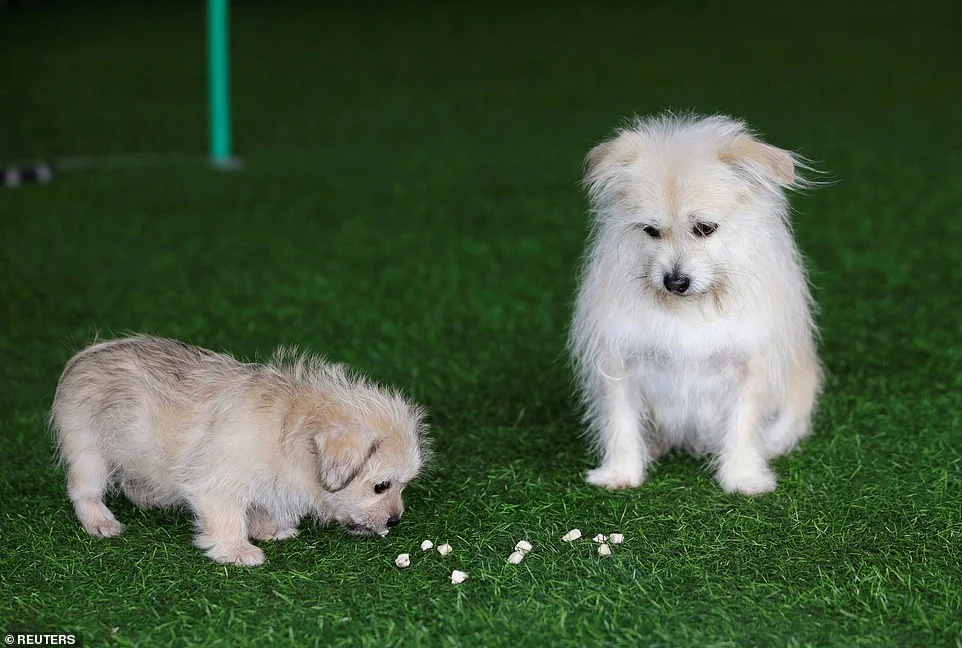 Dois de um tipo: a primeira clonagem de animais de estimação da China