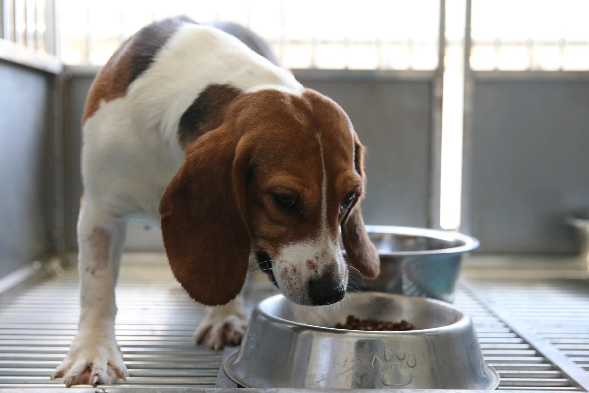 Crescimento da clonagem de animais de estimação significa que o amor nunca morre