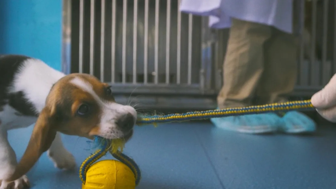 Empresa chinesa Clone Cão editado por genes em oferta para tratar doenças cardiovasculares