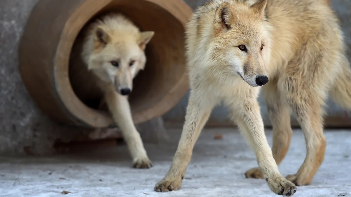 Pesquisadores chineses clonam um lobo ártico no projeto de conservação 'Landmark'