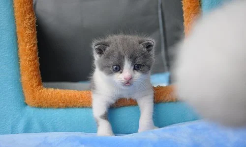 Empresa chinesa de genes clones gato desperta grande interesse do consumidor