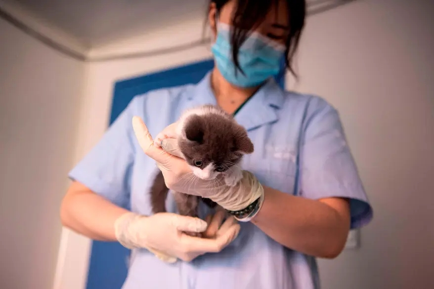 China apresenta o primeiro gatinho clonado