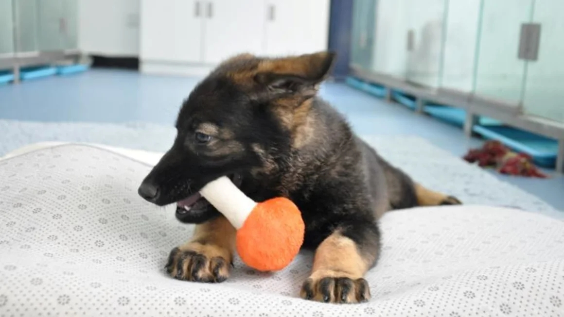 China começa a treinar o primeiro cão policial clonado