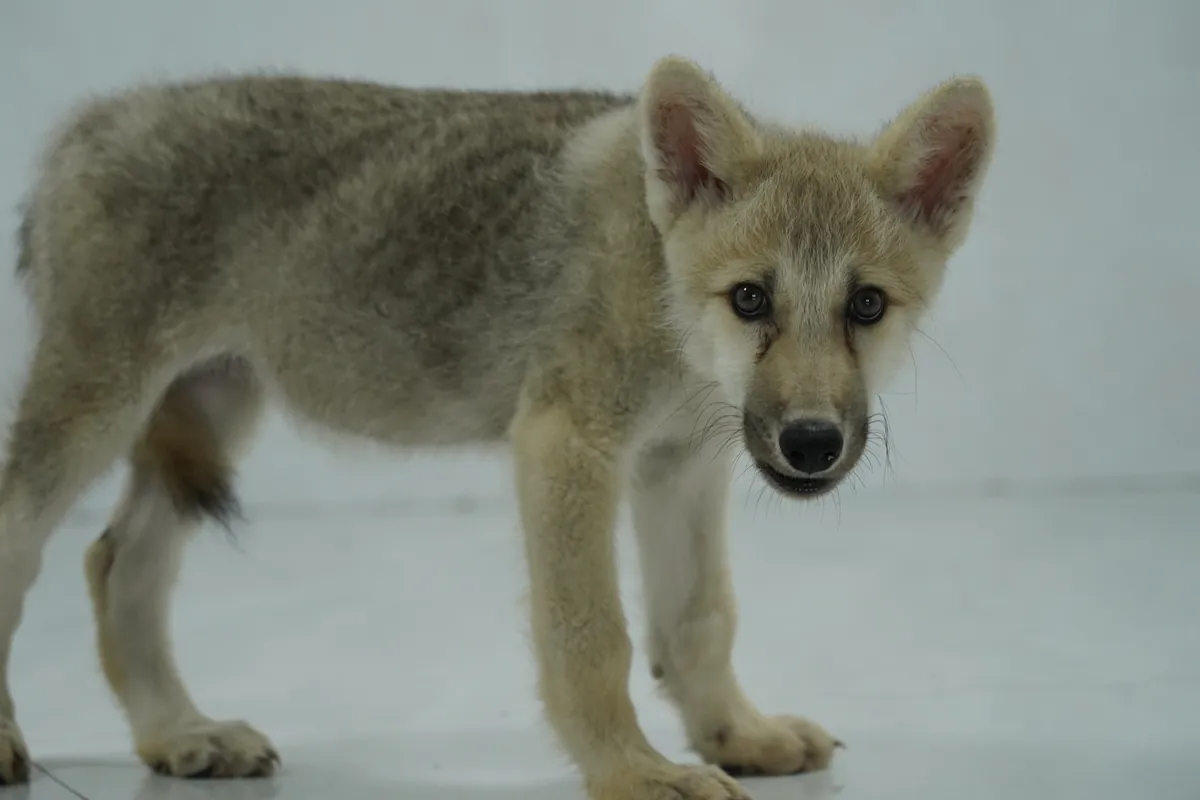 China revela o primeiro Filhote de Lobo do Ártico clonado do mundo