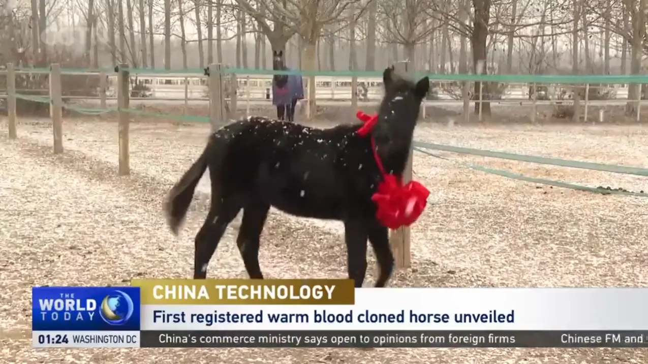 Tecnologia da China: primeiro cavalo clonado de sangue quente registrado revelado