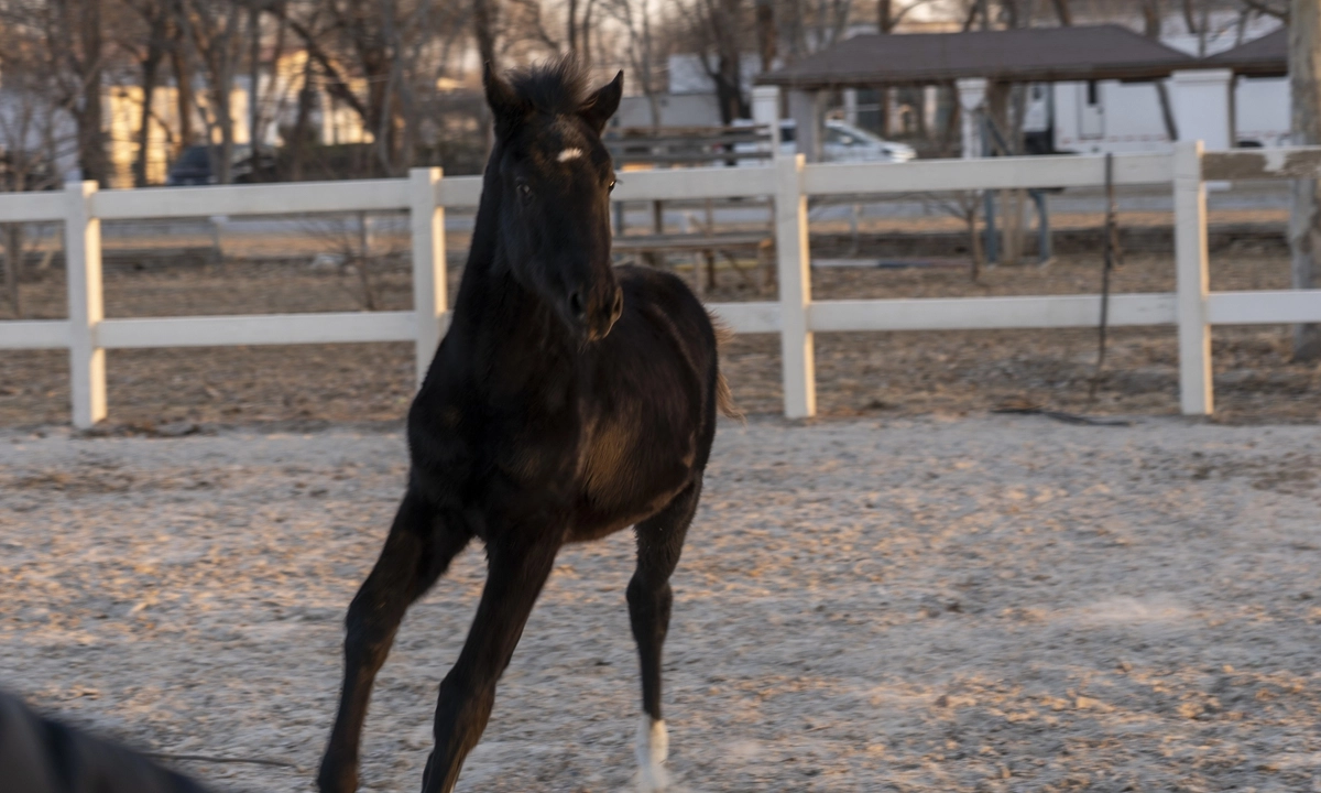 O primeiro cavalo de sangue quente clonado registrado da China faz estreia em Pequim